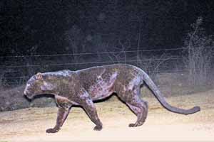 Black leopard - thumb