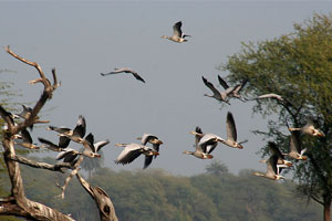 thumb migratory birds