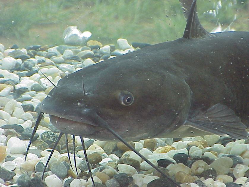 African Catfish