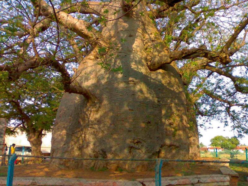 Baobab tree photo