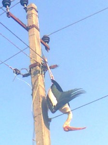 Kokkarebellur photo_1