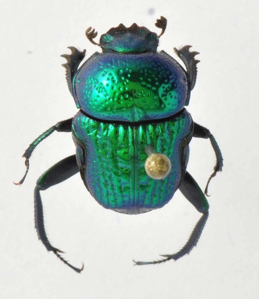 Photo of Gymnopleurus Cyaneus