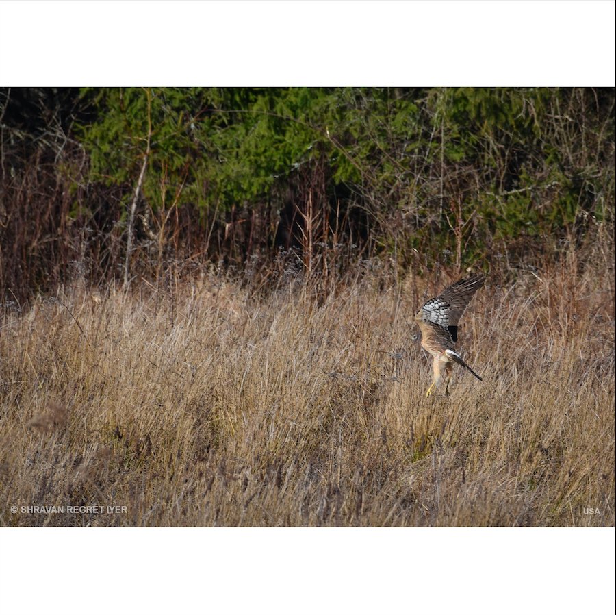 Screen Shot 2020-03-30 at 12.06.56 PM