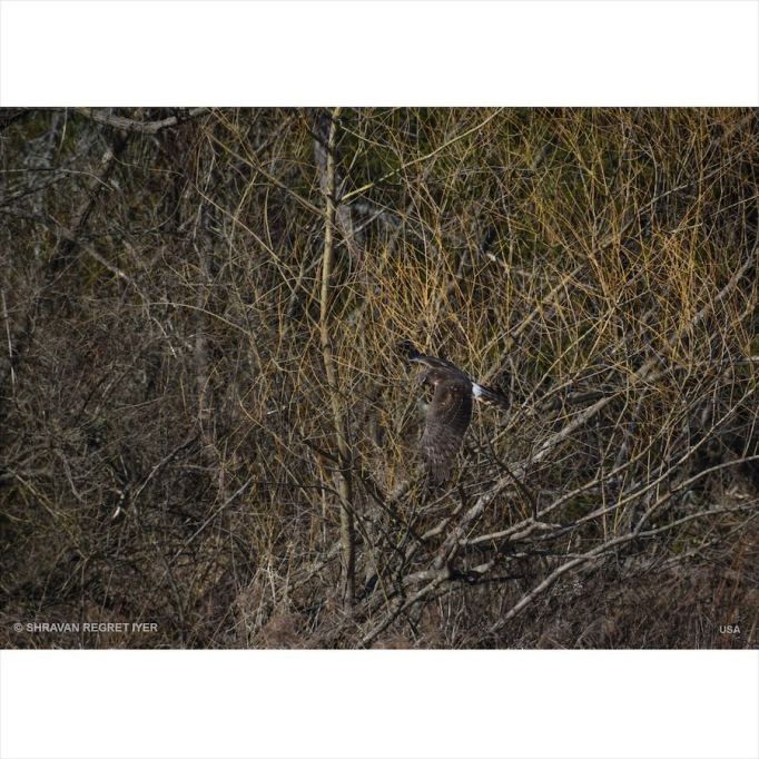 Screen Shot 2020-03-30 at 12.07.14 PM